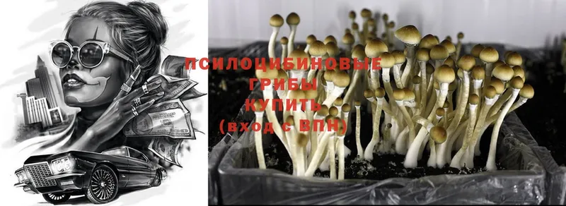 Галлюциногенные грибы MAGIC MUSHROOMS  цены   площадка состав  Городовиковск 